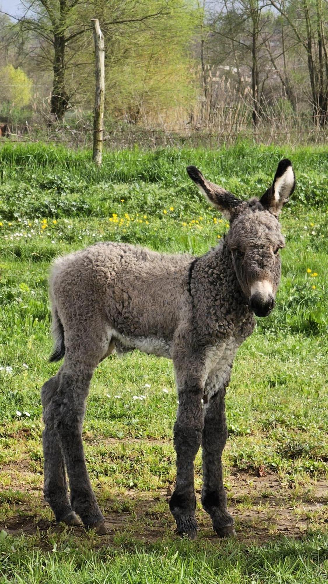 Agriturismo Il Castagneto Supino Bagian luar foto